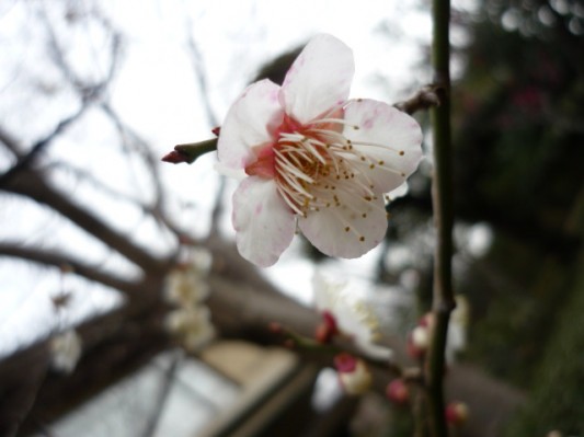 梅の花